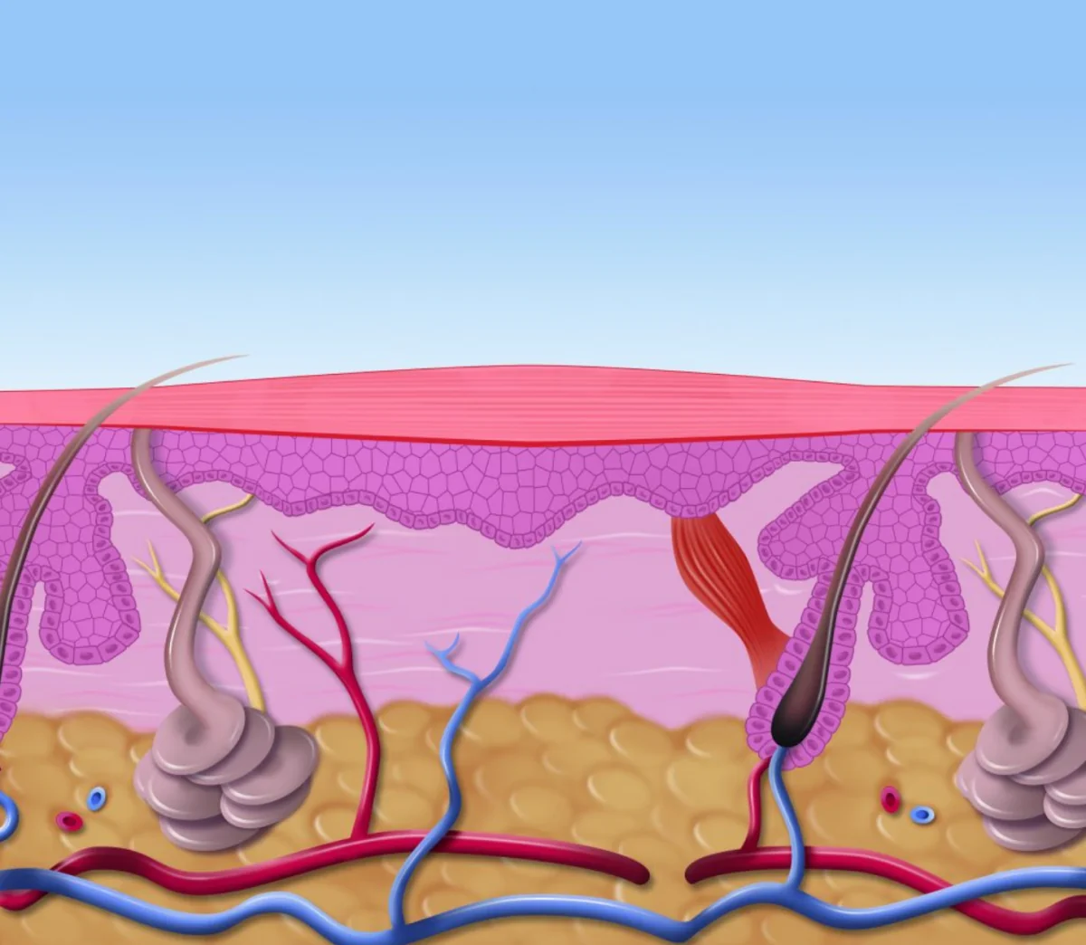 Illustration of the skin layers after verruca treatment
